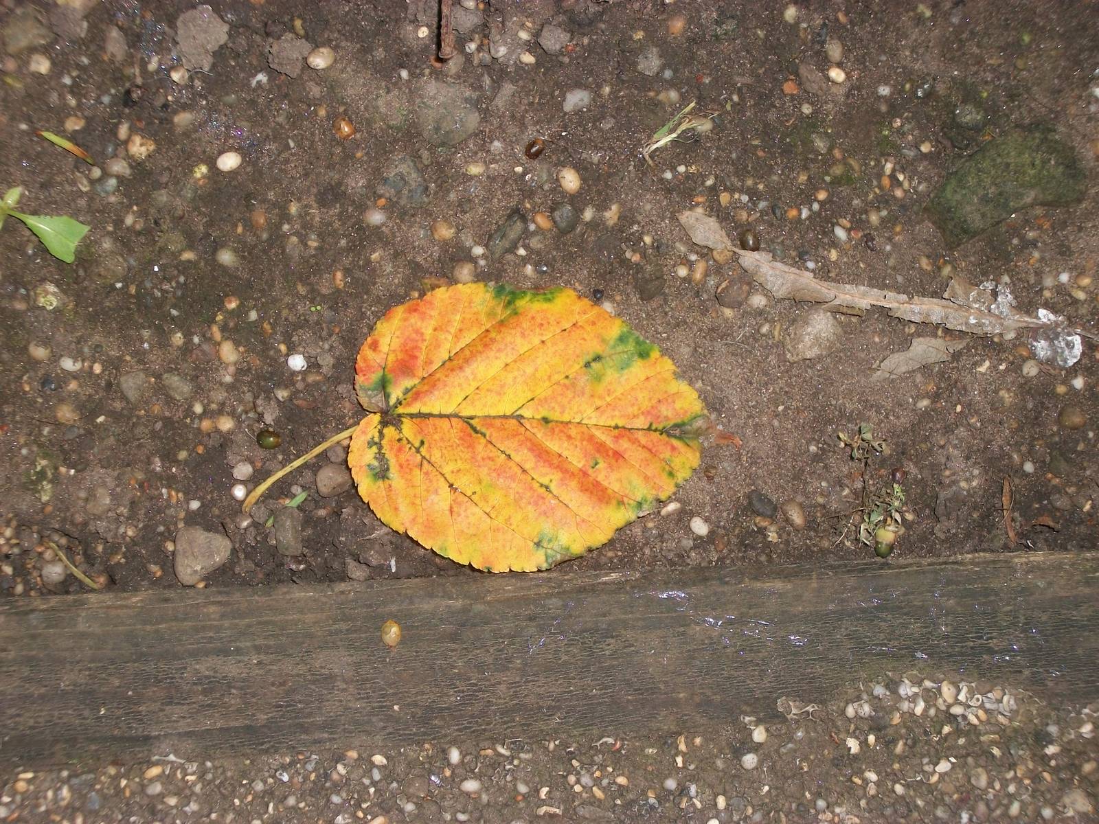 A rather nice leaf in the gardens, 13th September 2014