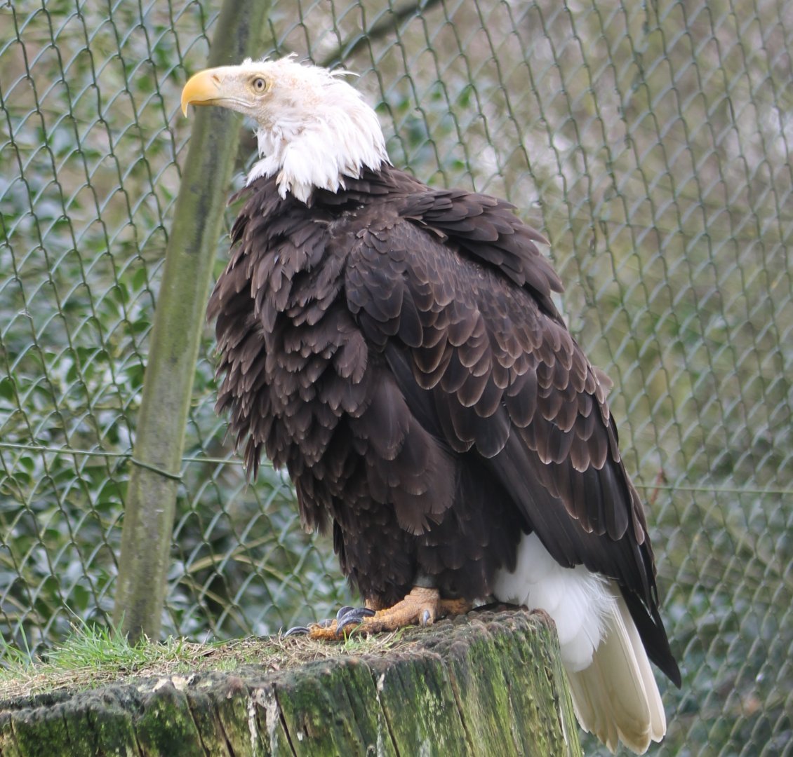 A real Bald eagle ;)