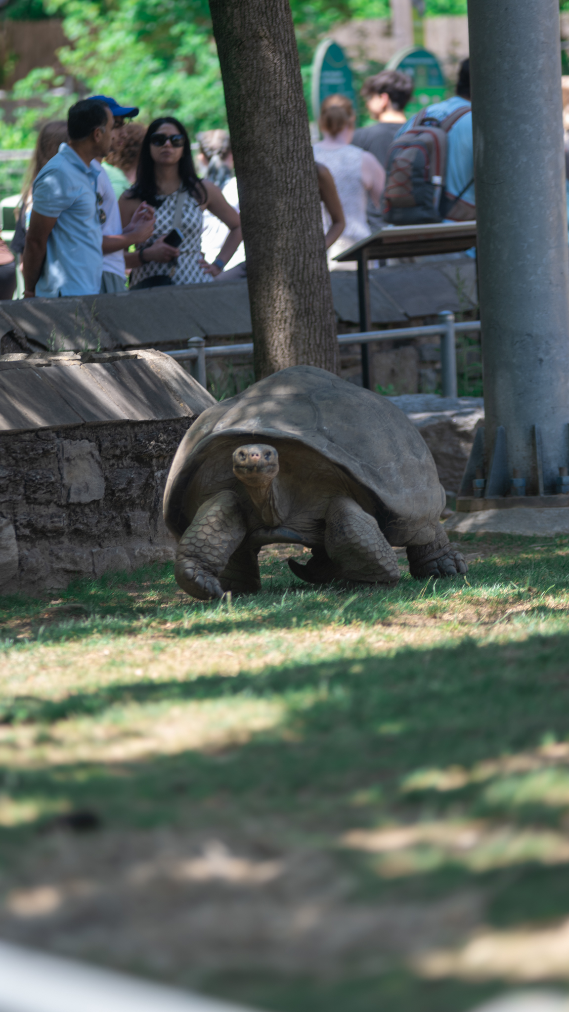 A real big tortoise