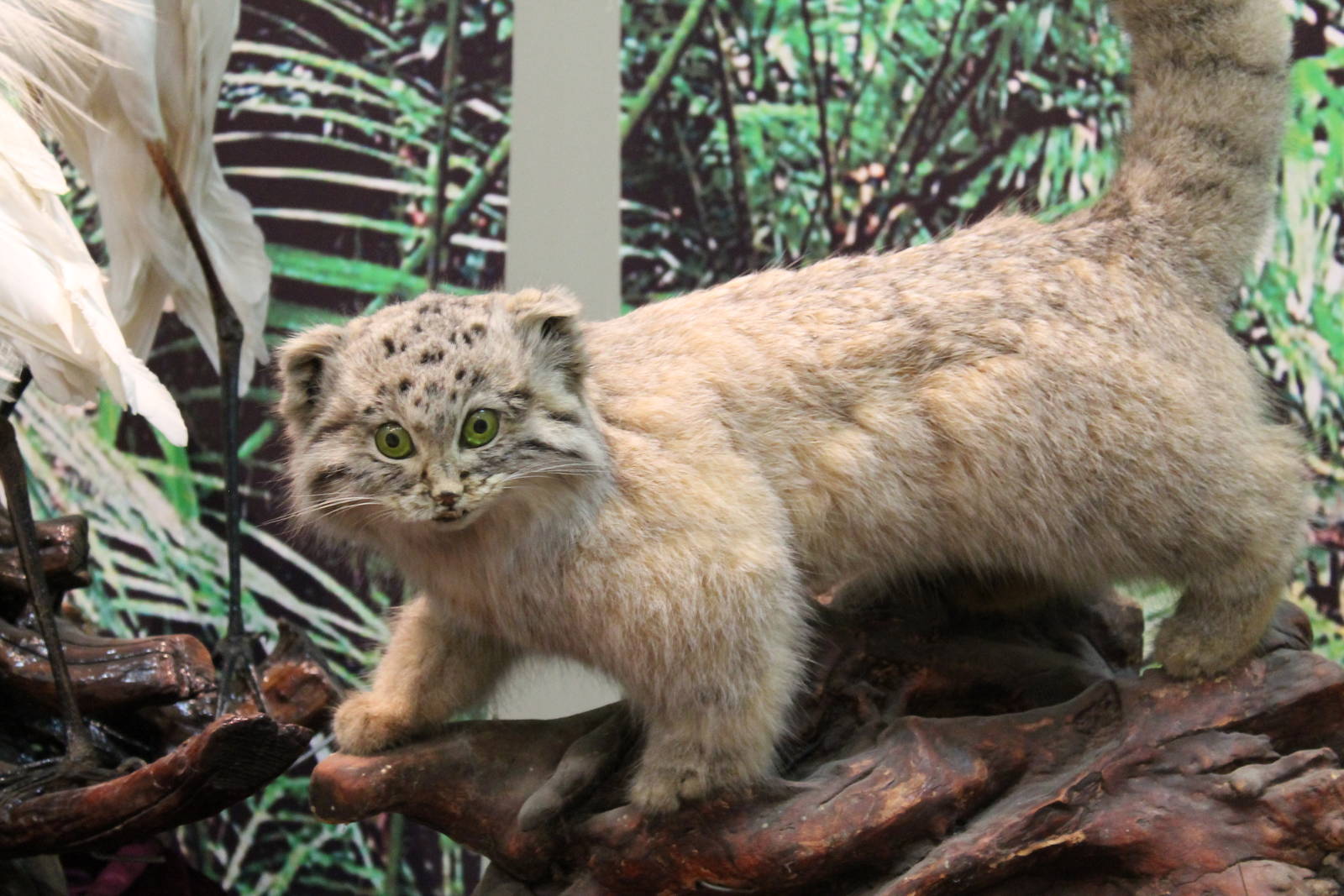 a really surprised Pallas Cat (Otocolobus manul)