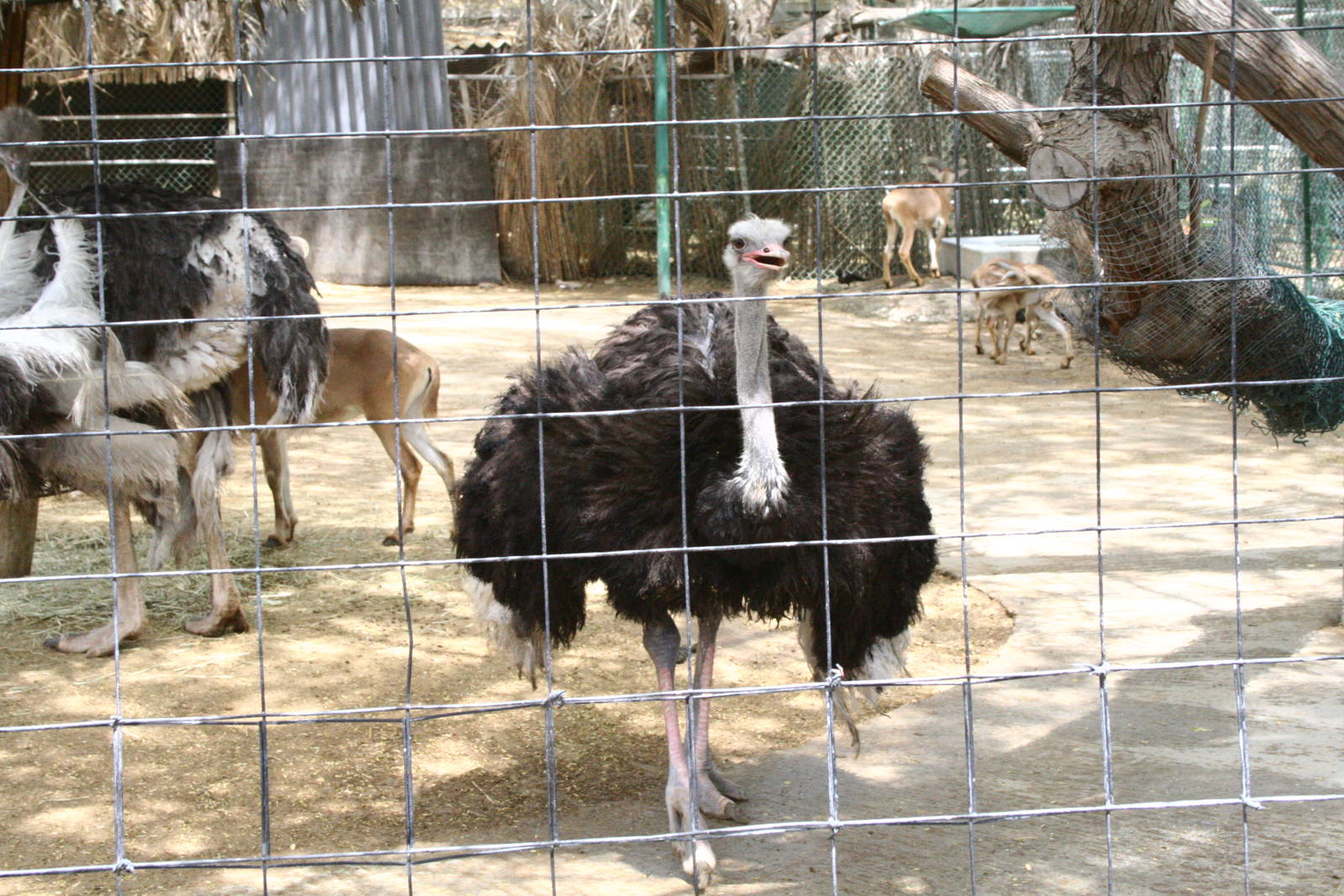 A Red-Necked Ostrich at Dubai Zoo.