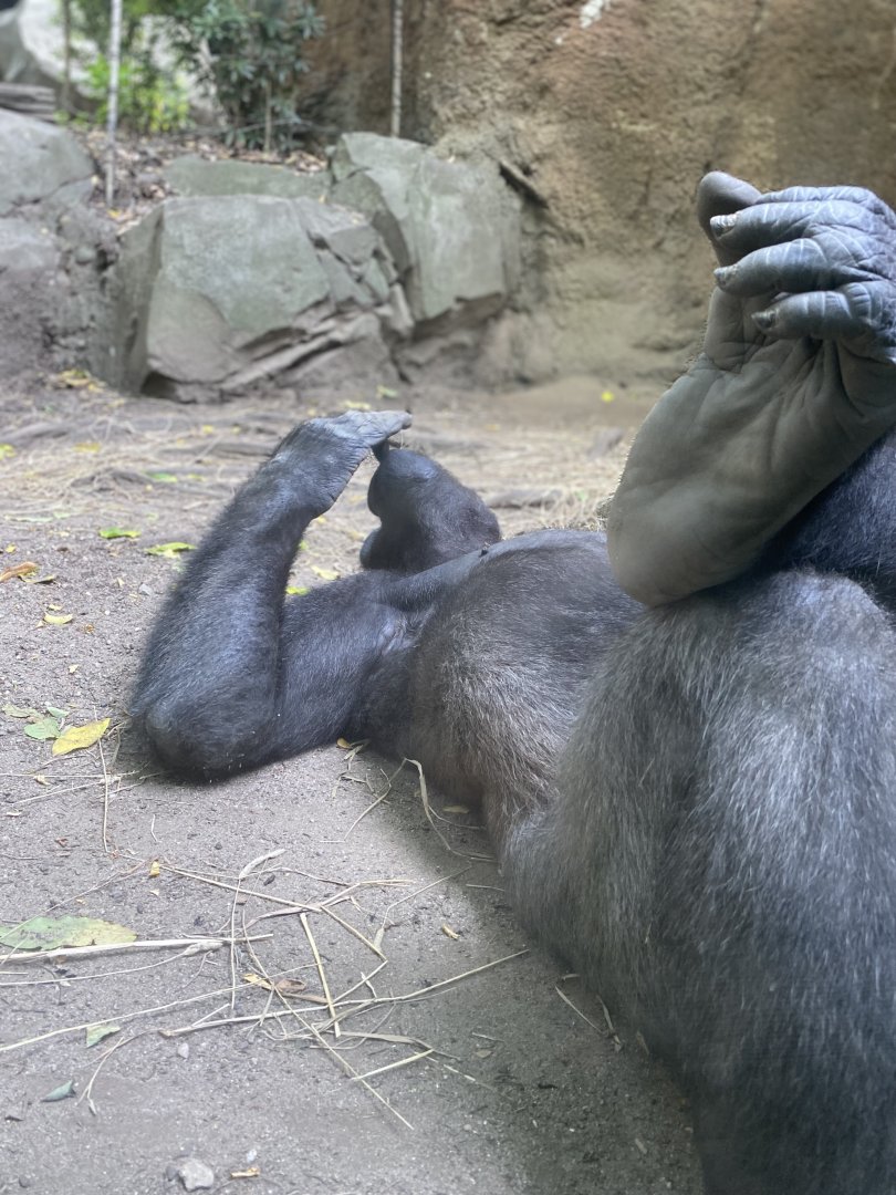 A relaxing gorilla - Bronx Zoo