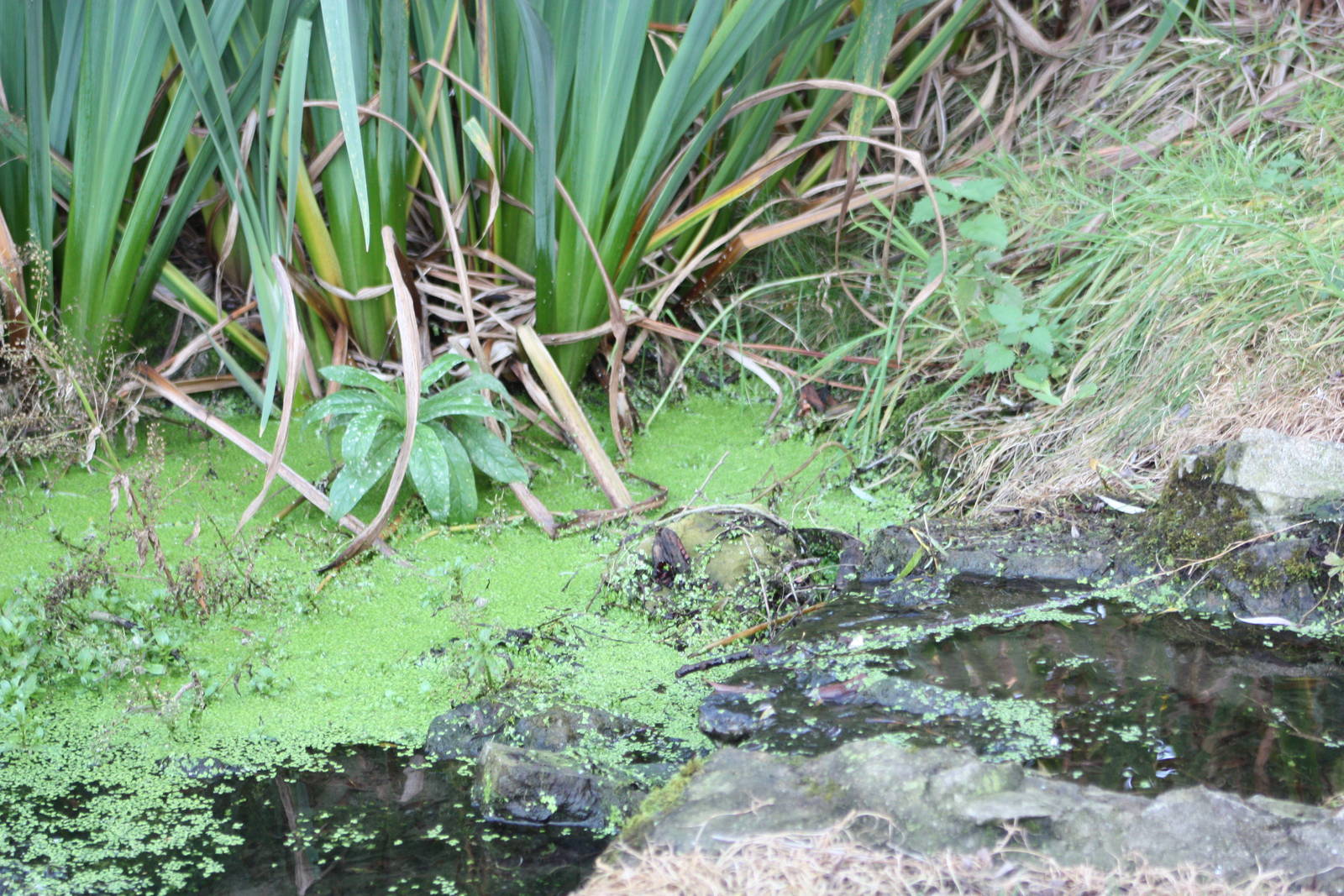 A reminder of the Pelican Pool, 30th September 2014