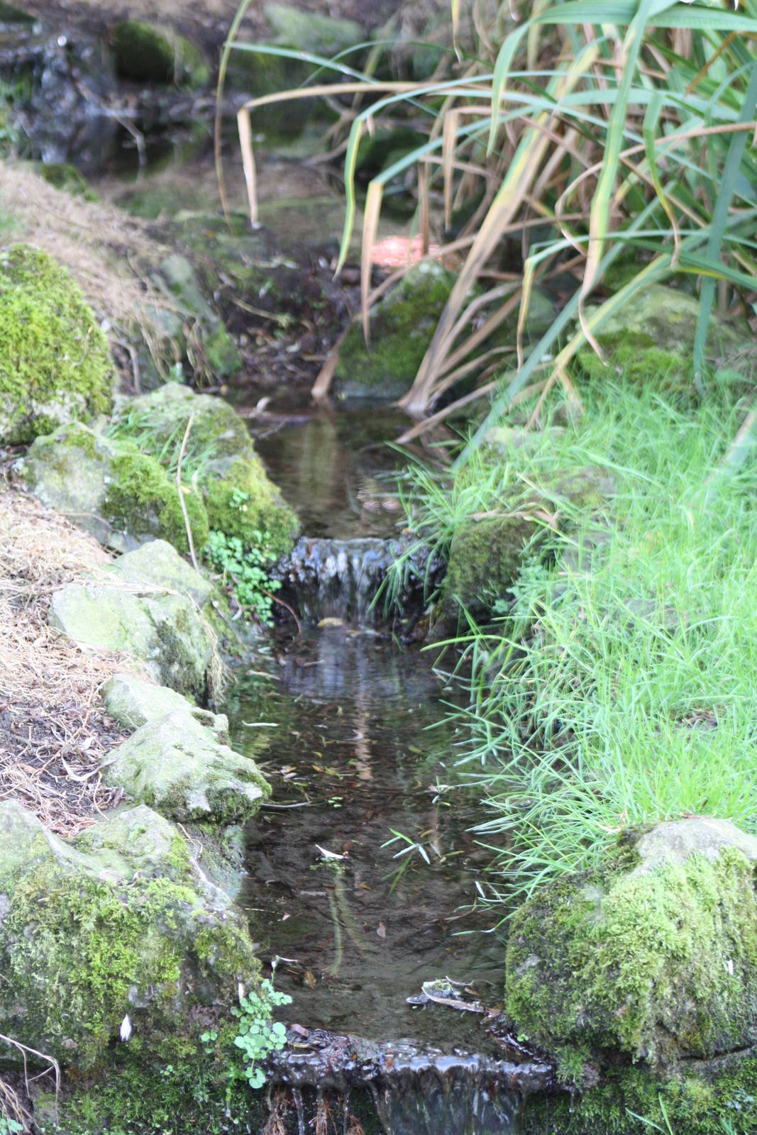 A reminder of the Pelican Pool, 30th September 2014