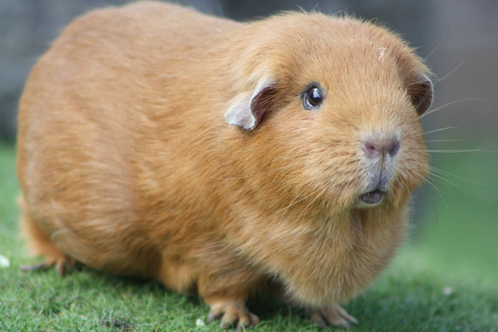 A resident of Cavy Country, 25th May 2014