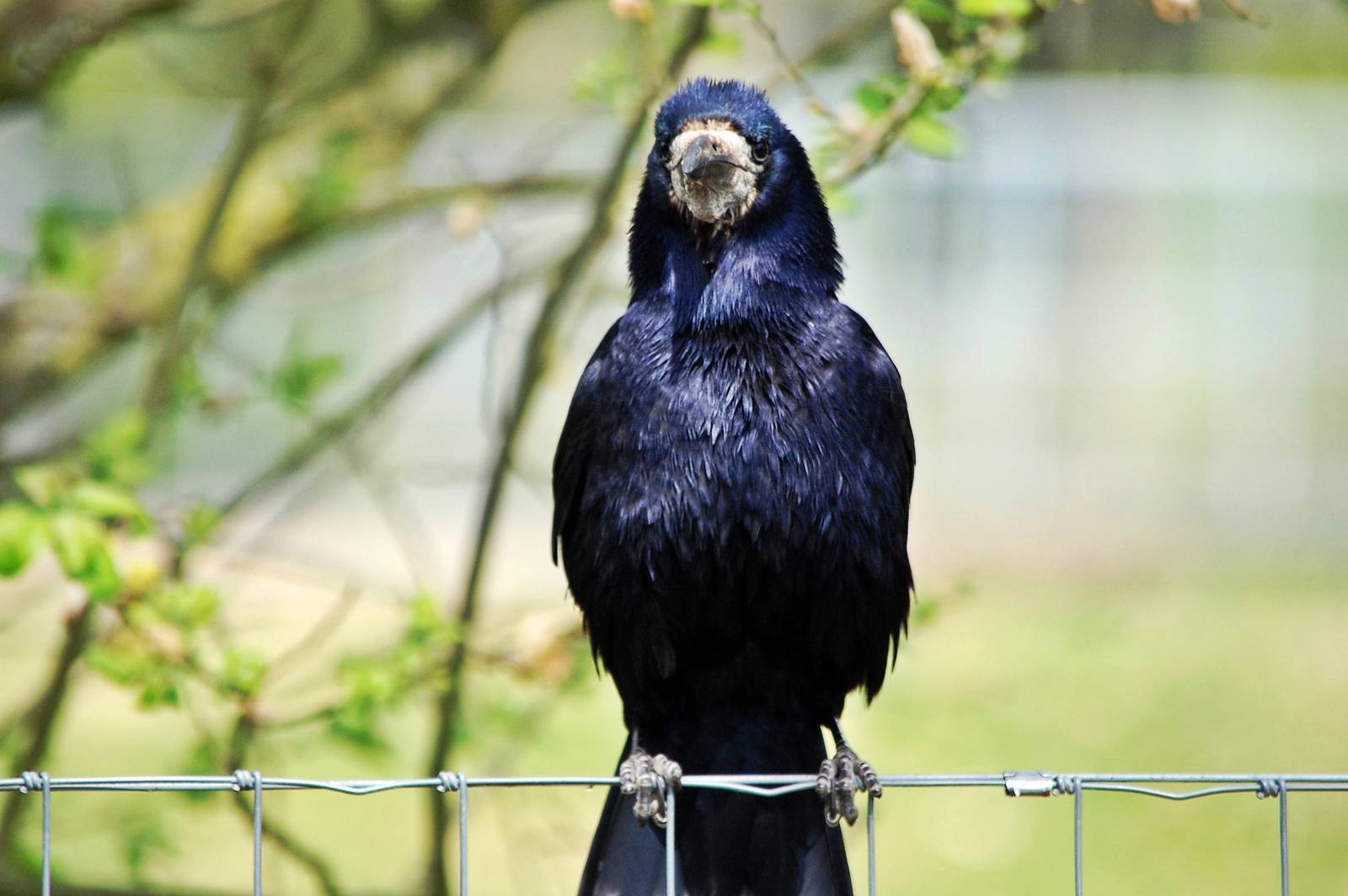 A resident Rook
