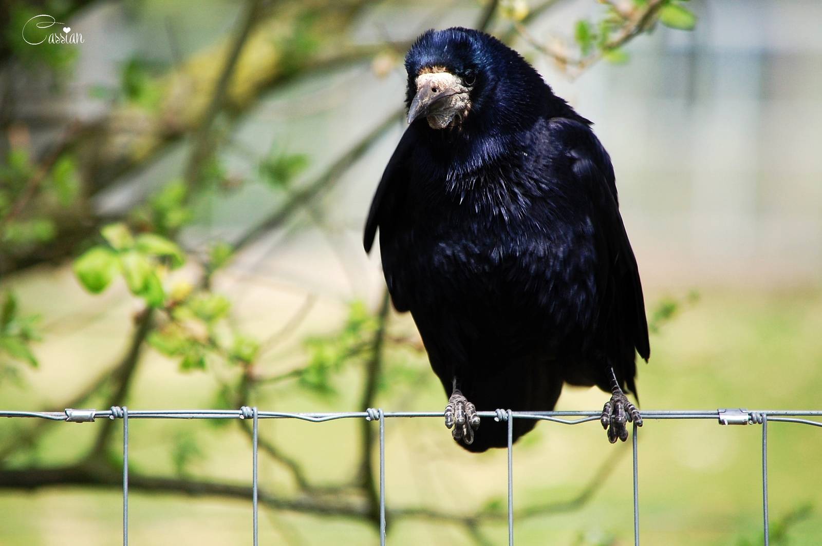 A resident Rook