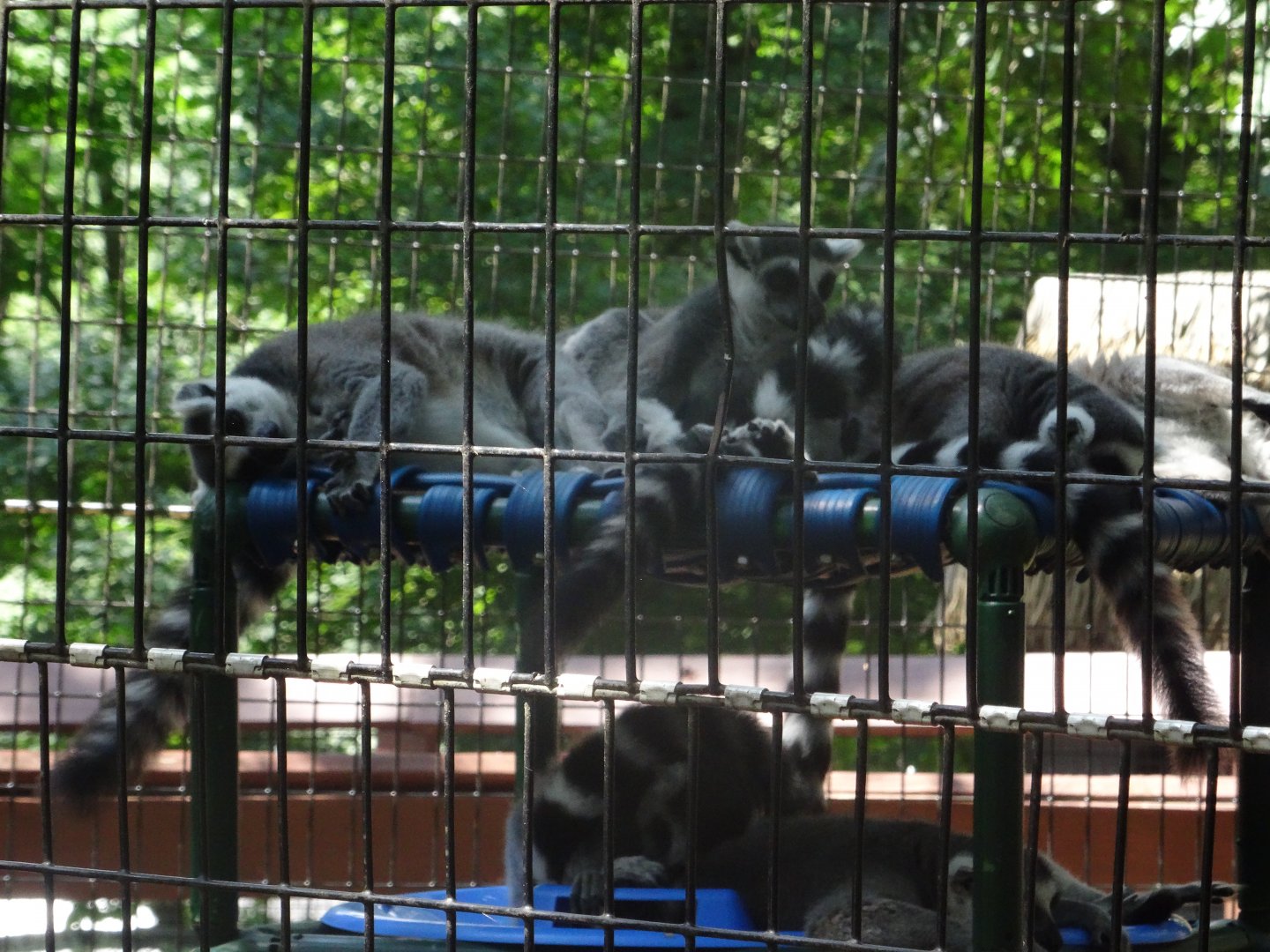 A Ring-tailed Conspiracy