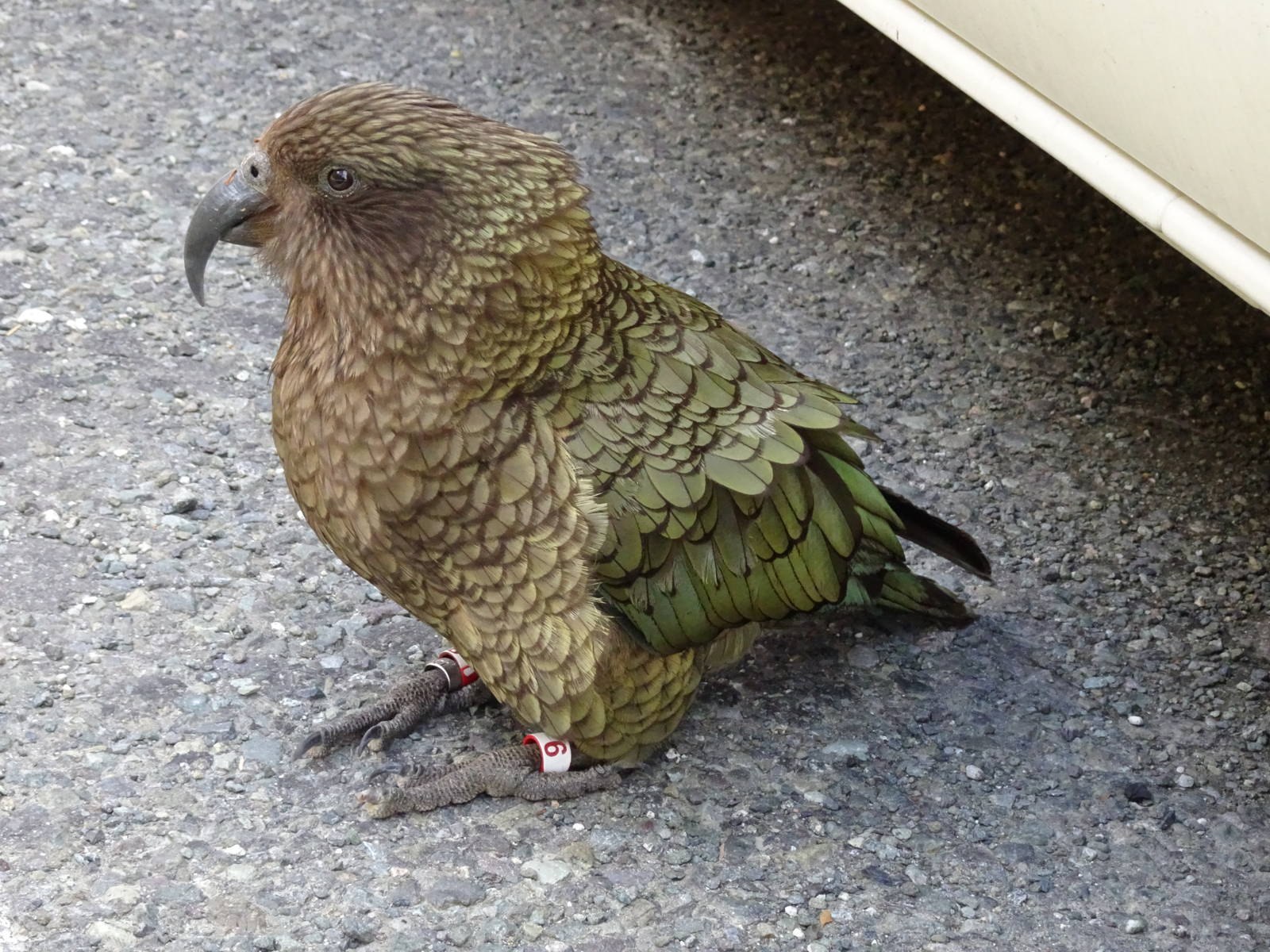 A ringed Kea, November 2015