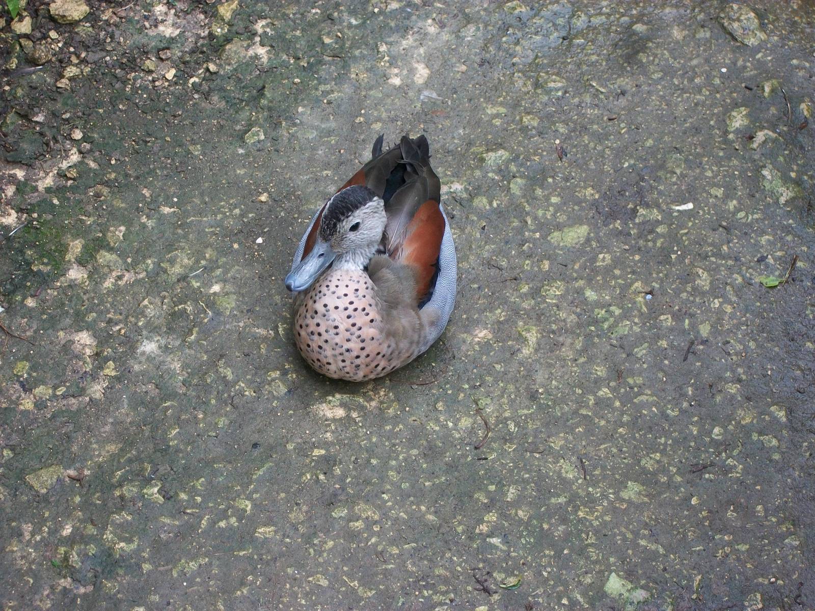 A Ringed Teal occupies the path in the walk-through aviary, 6th July 2014