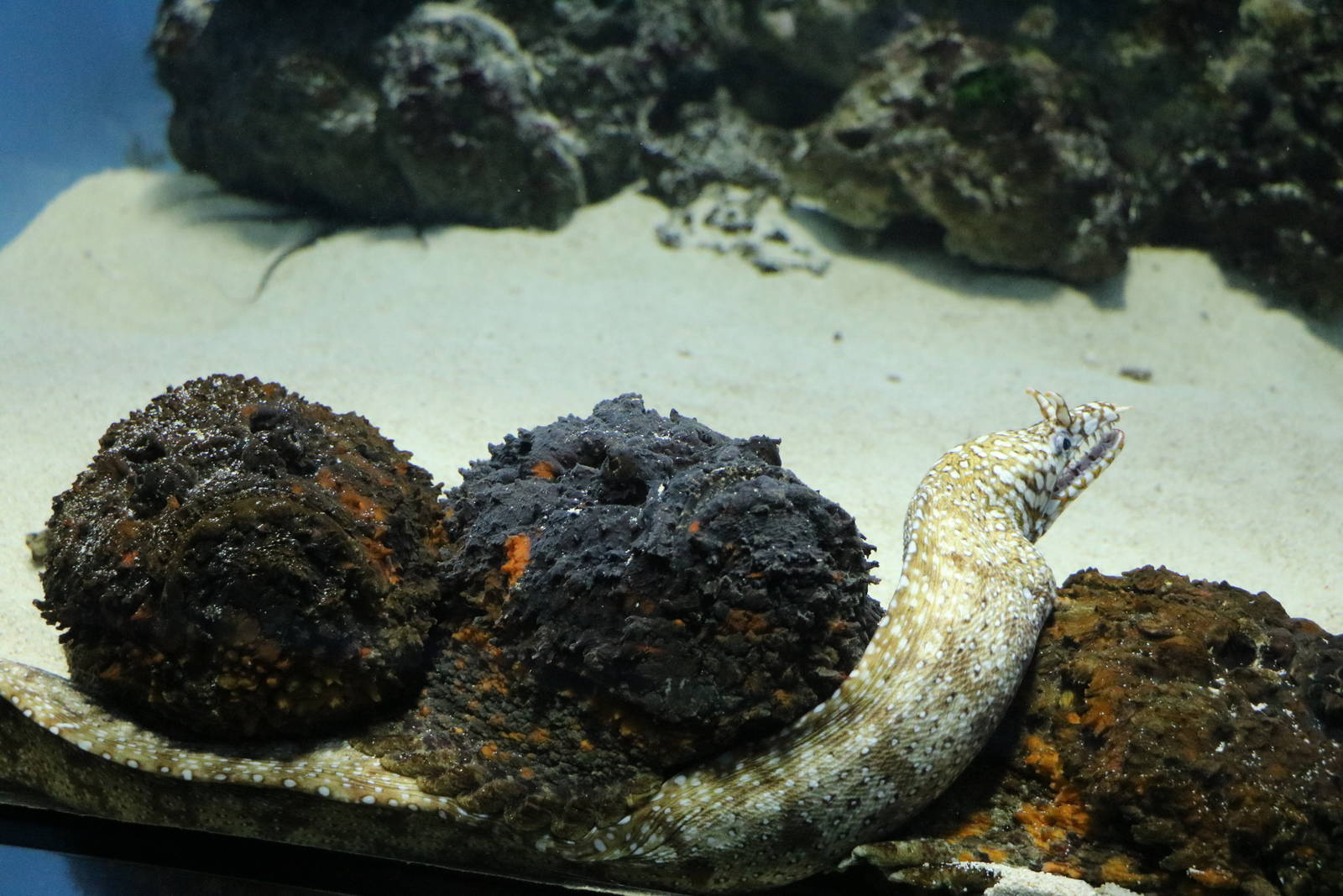 A risky position! - Tokyo Sea Life Park, February 2016