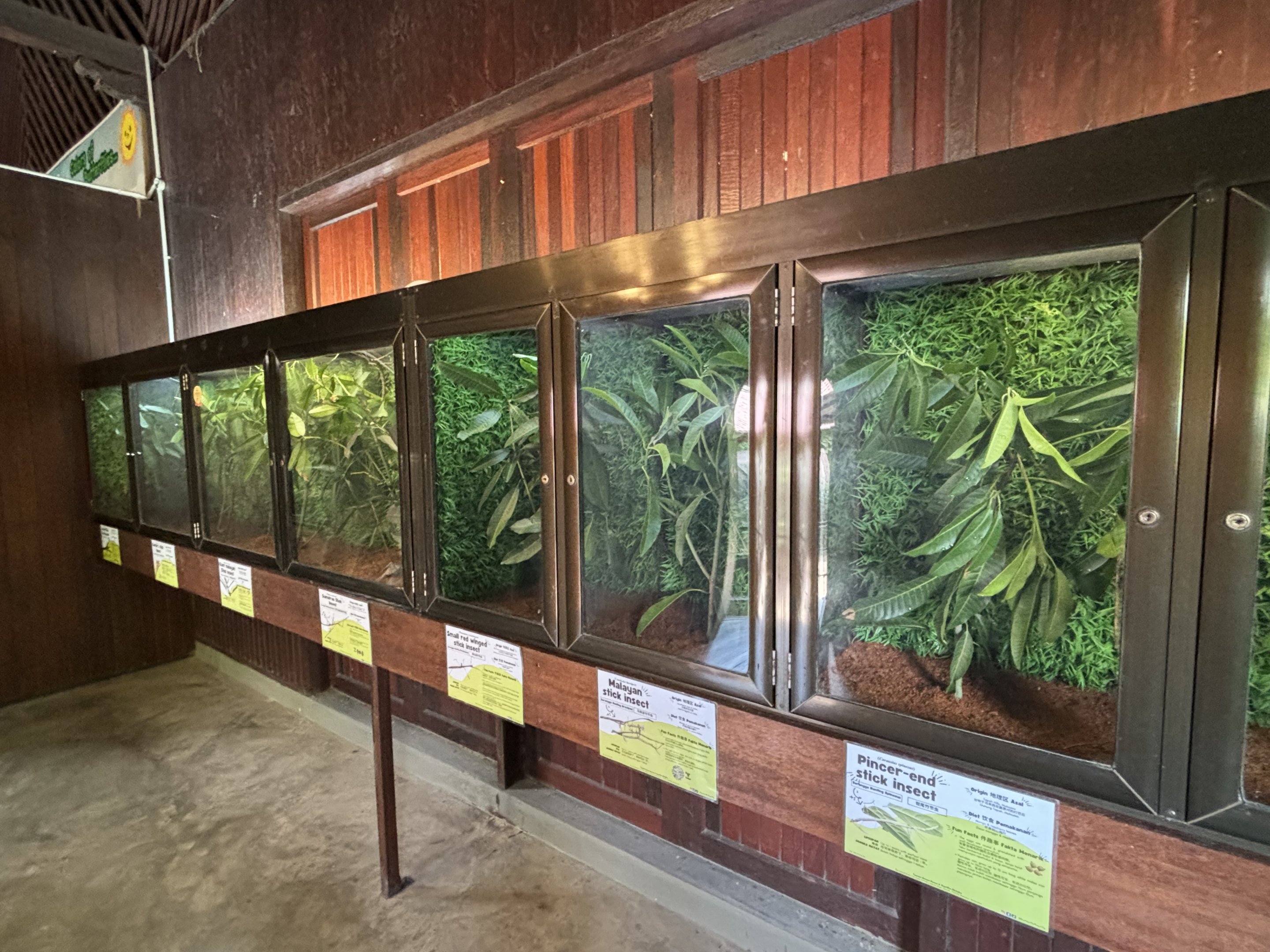 A room with 9 different stick insect exhibits