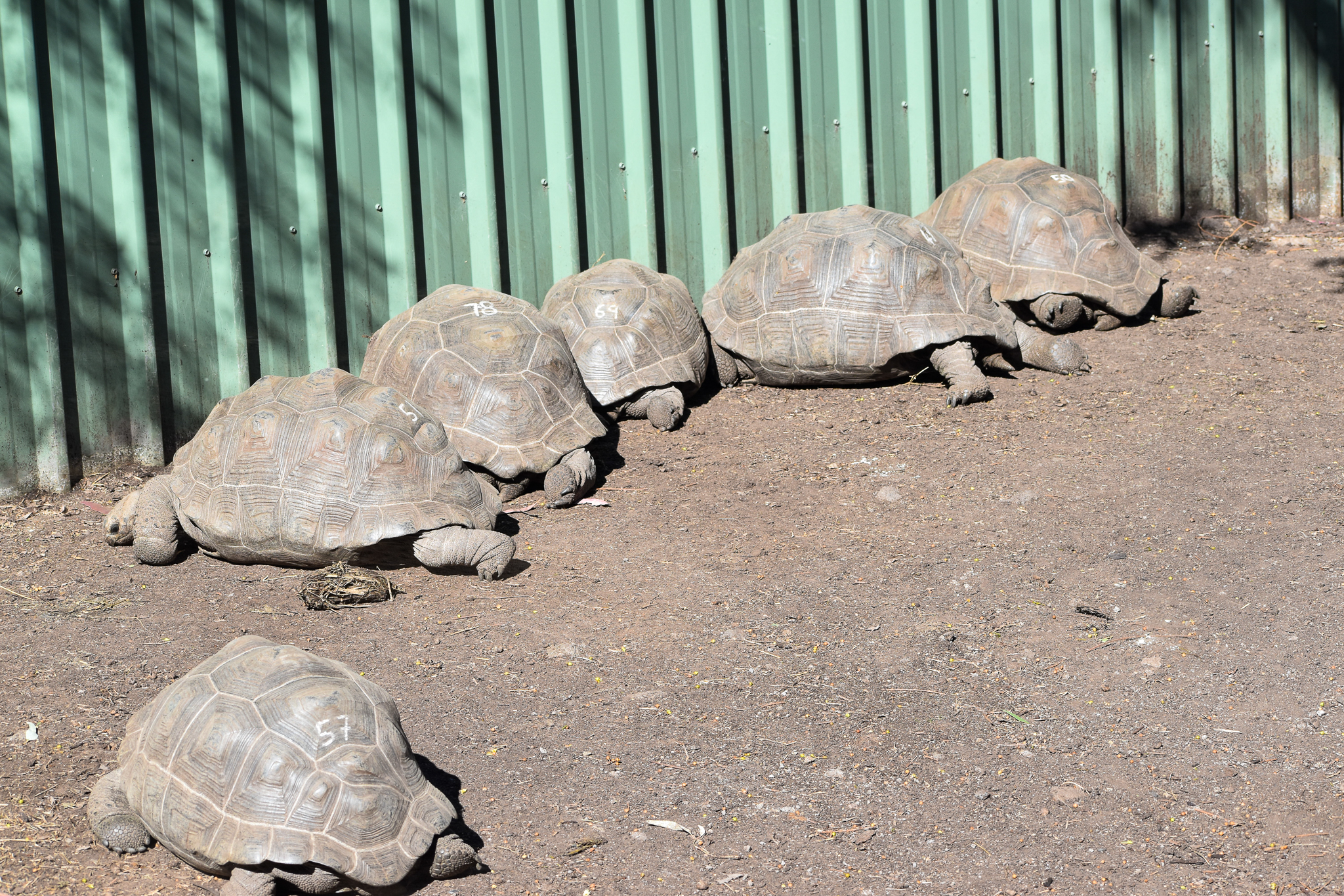 A Row of Aldabra Giant Tortoises