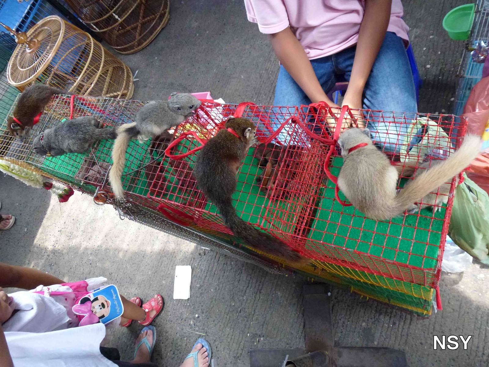A row of squirrels - Chatuchak market, June 2013.