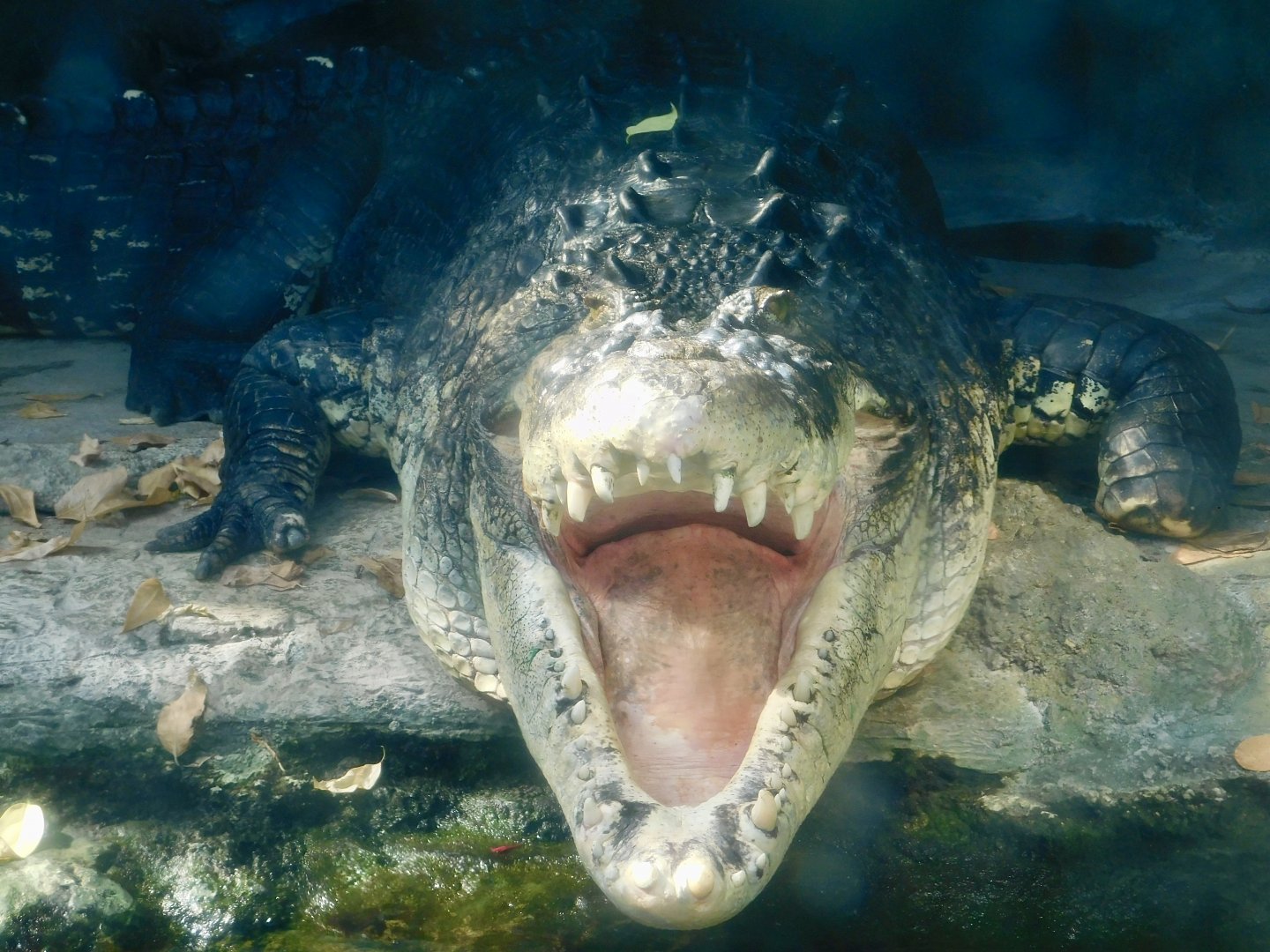 A Saltwater Crocodile with its mouth wide open February 23, 2025