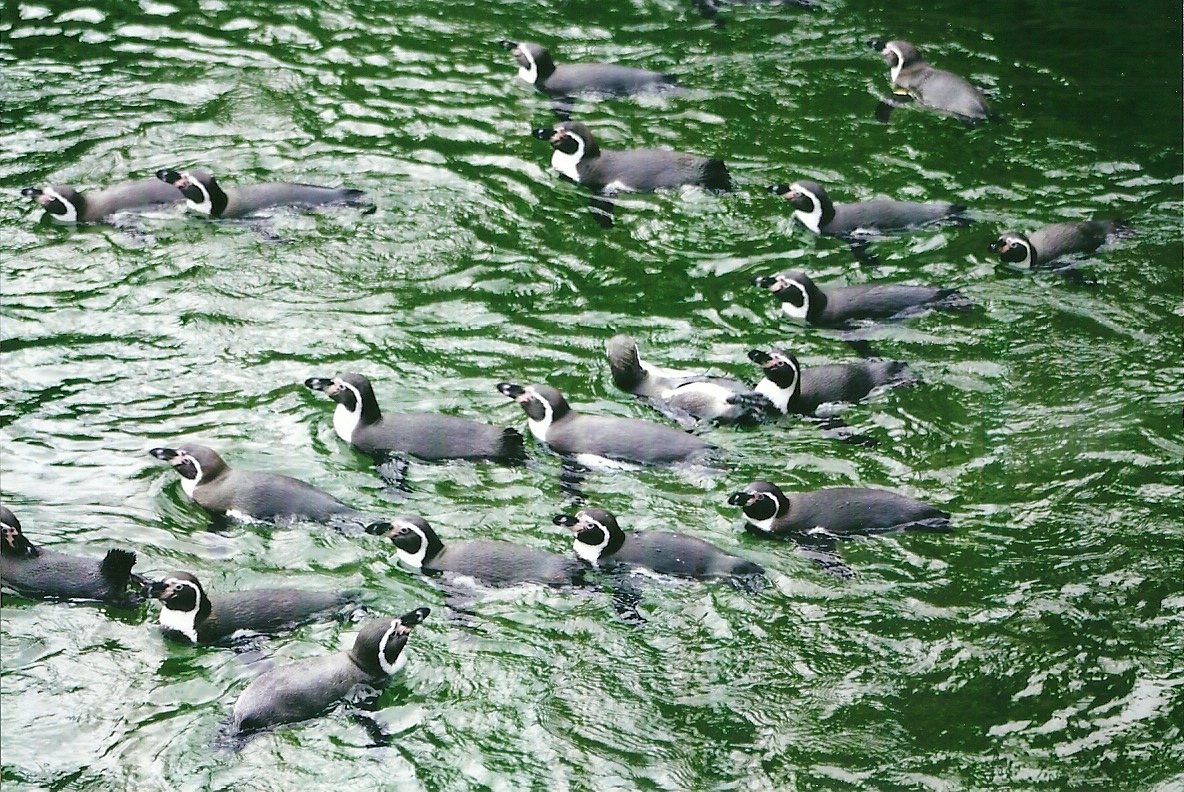 A sea of Penguins 27th December 2012