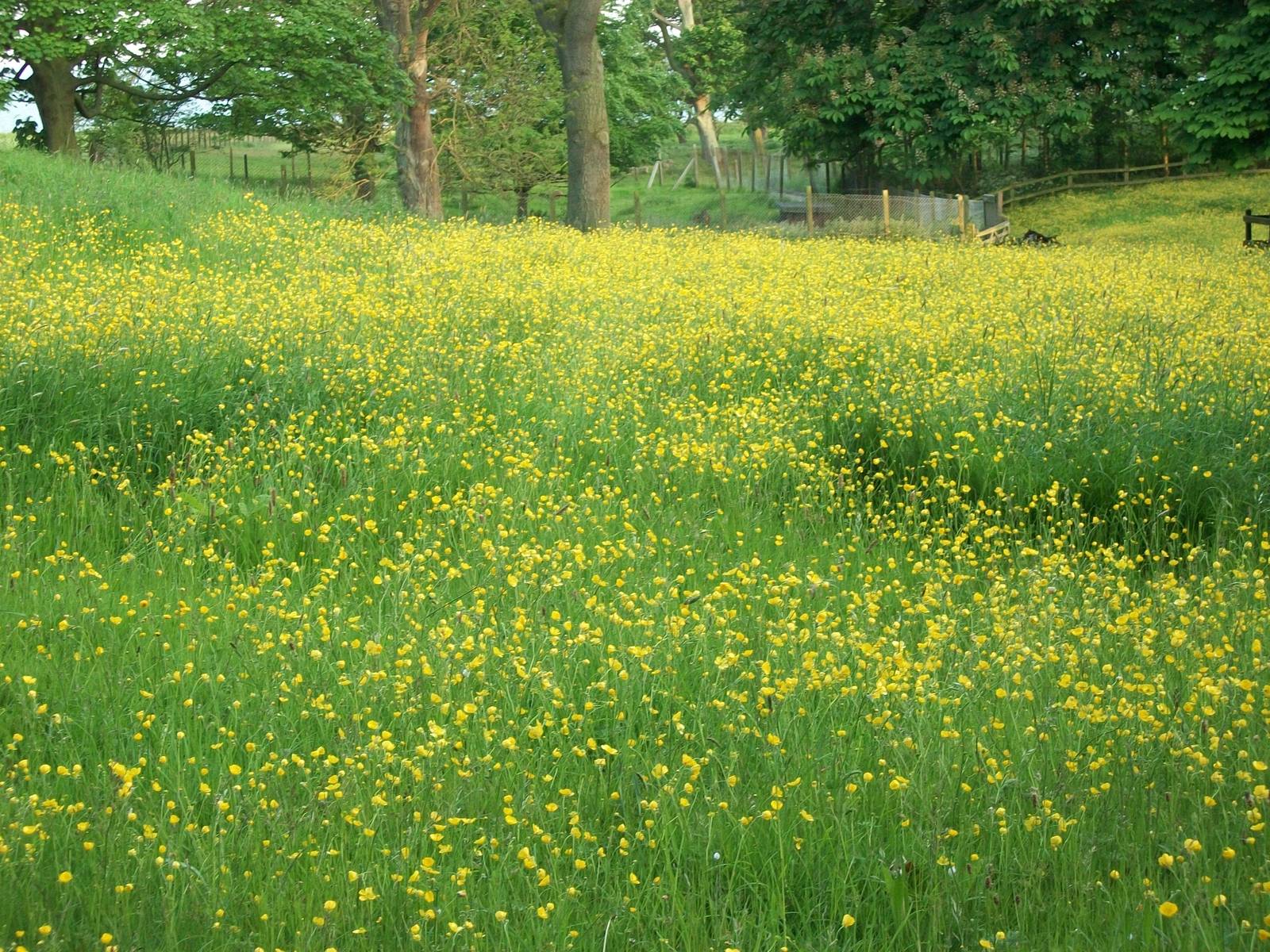 A sea of yellow in the paddock, 1st June 2014