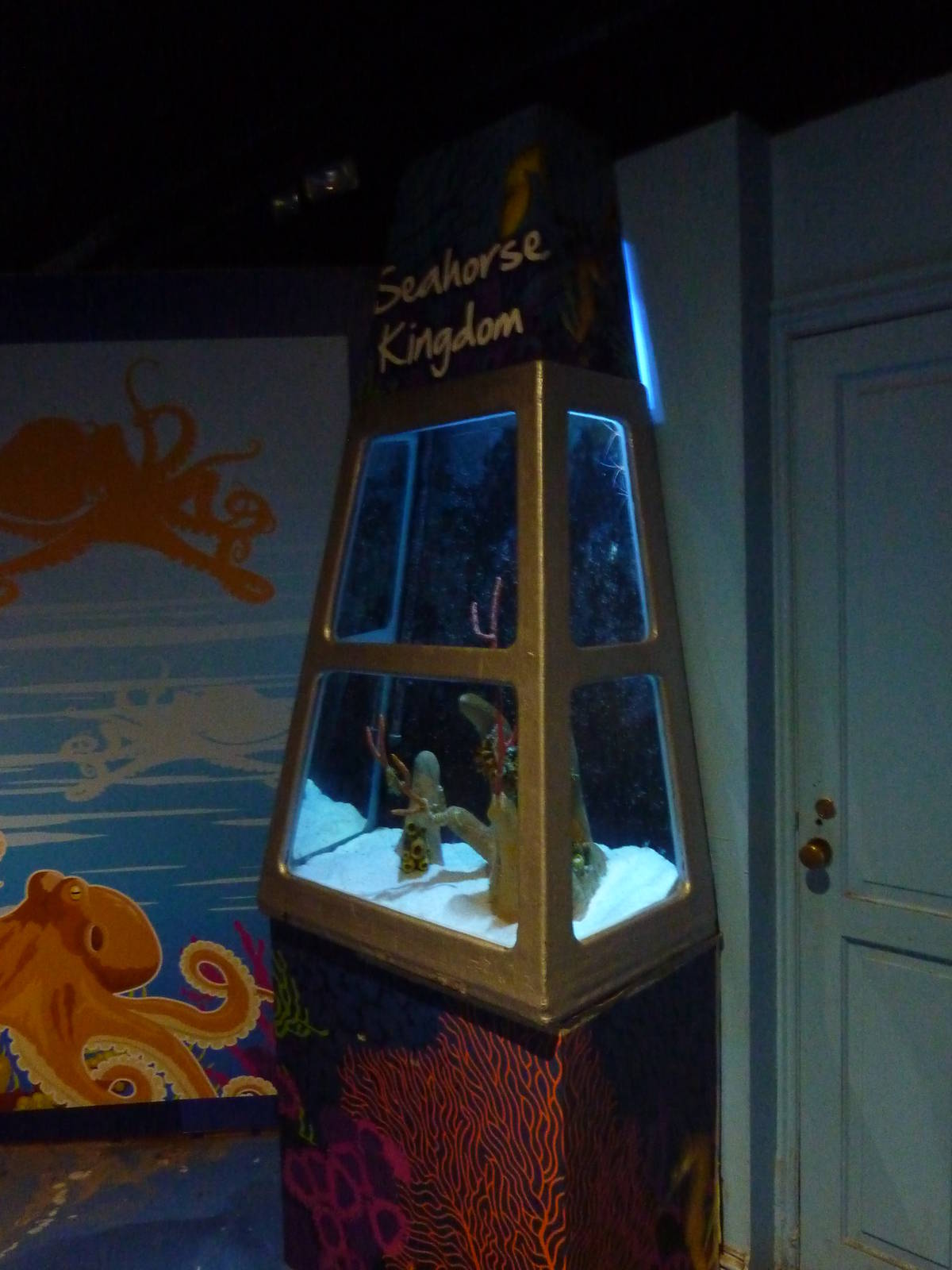 A seahorse tank - 18th August 2012