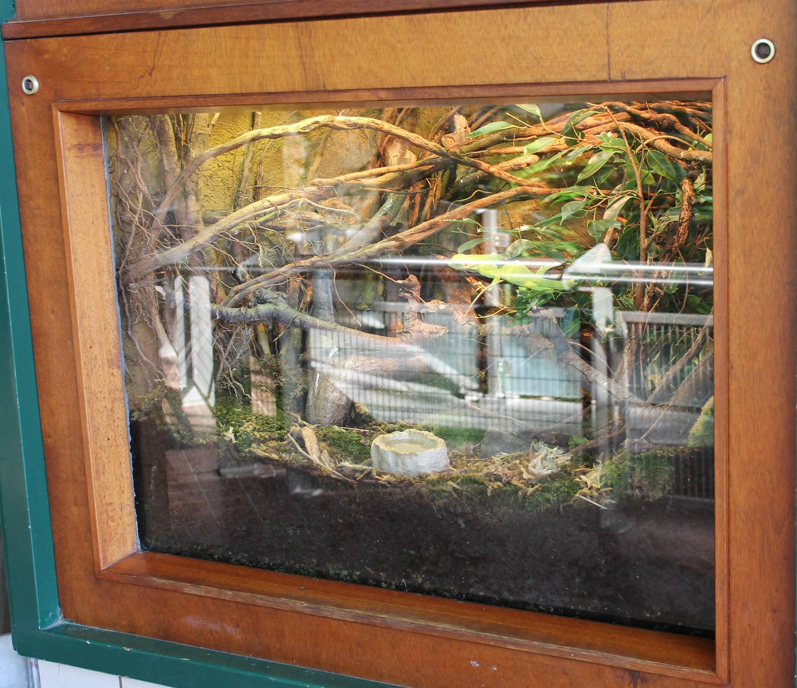 A second Fiji banded iguana enclosure