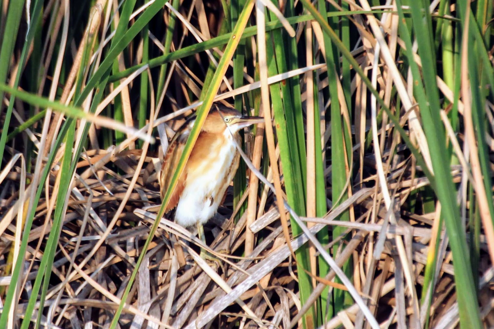 a second Least Bittern