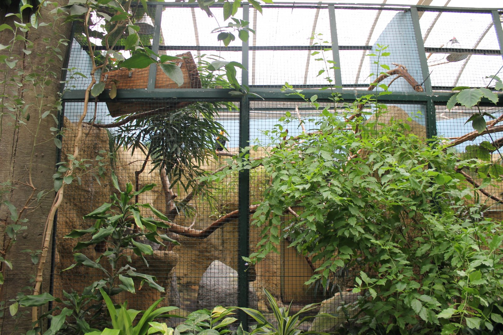 A second Toco toucan-aviary