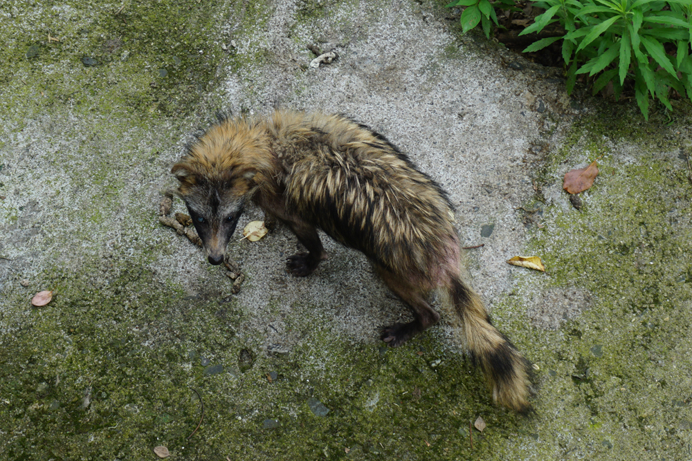 A senile raccoon dog from field rescue