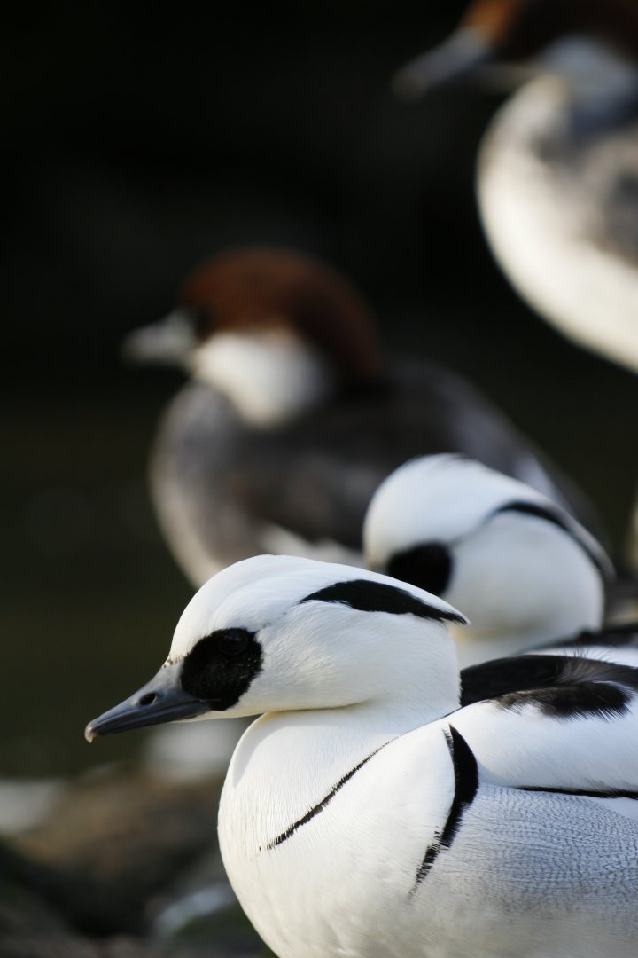 A series of smew (Mergellus albellus)