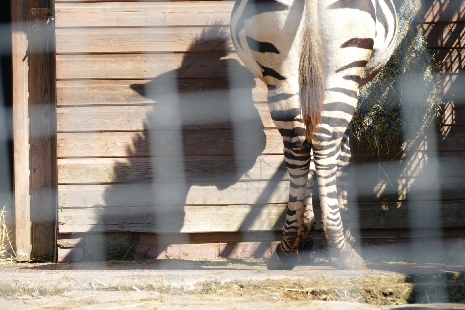 A shadow of himself, March 2019