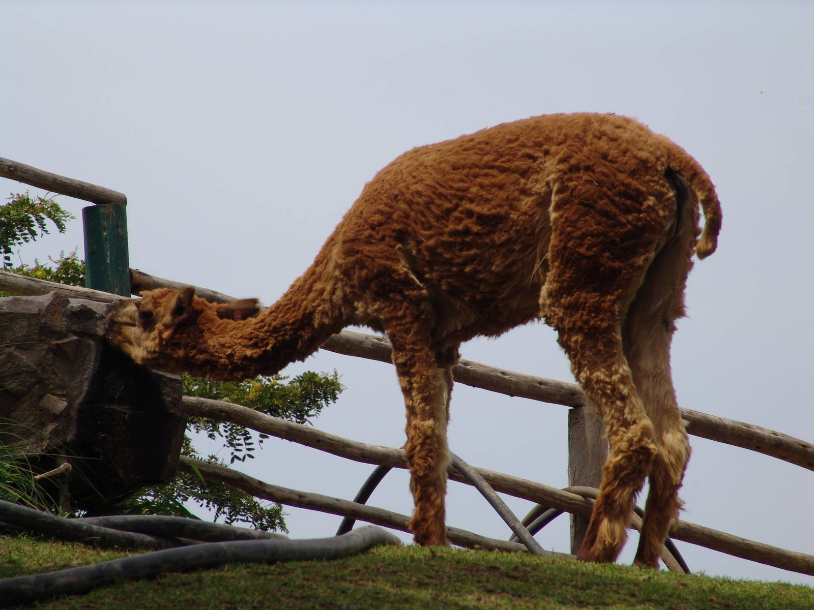 A shaved Alpaca (Vicugna pacos)