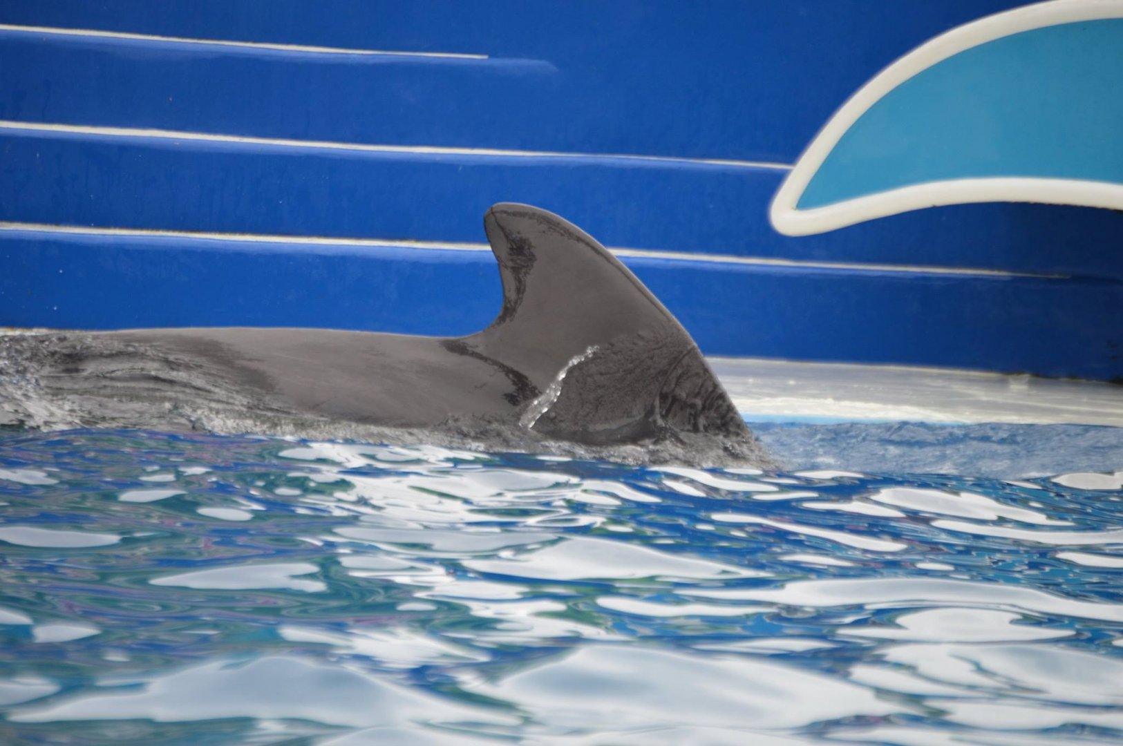 A "short" fin, Globicephala macrorhynchus