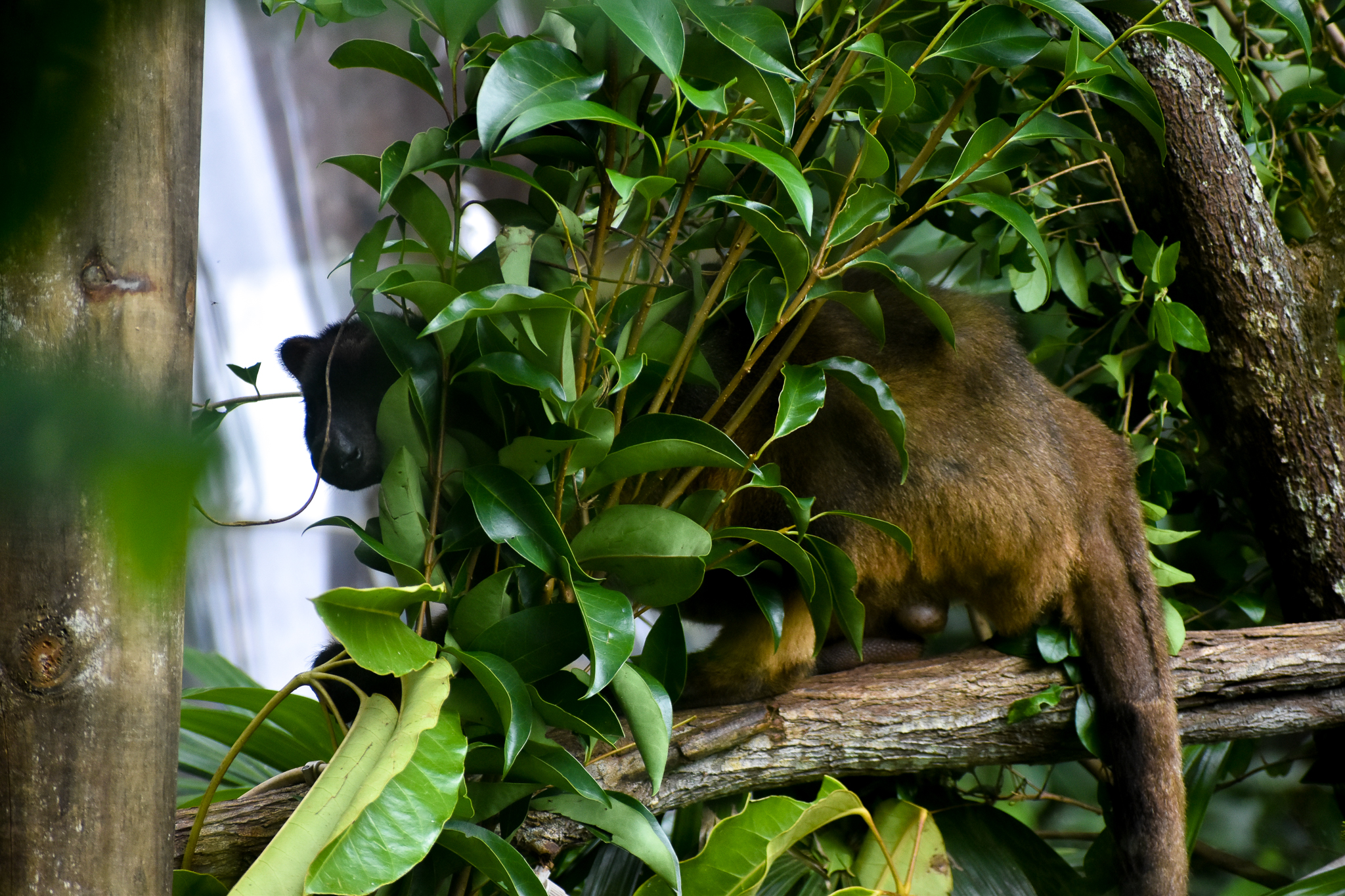 A shy Lumholtz's Tree-Kangaroo