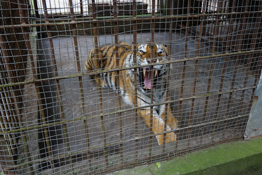 A Siberian tiger once killed its breeder