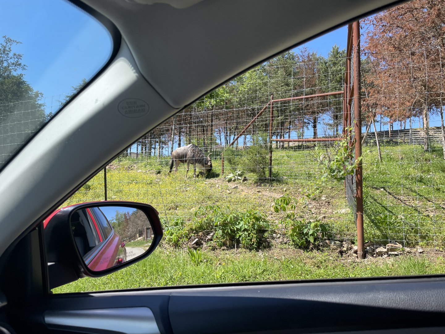 A Single Blue Wildebeest- May 2024