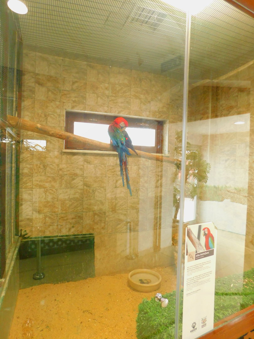 A Single Macawat the Karatay Zoo