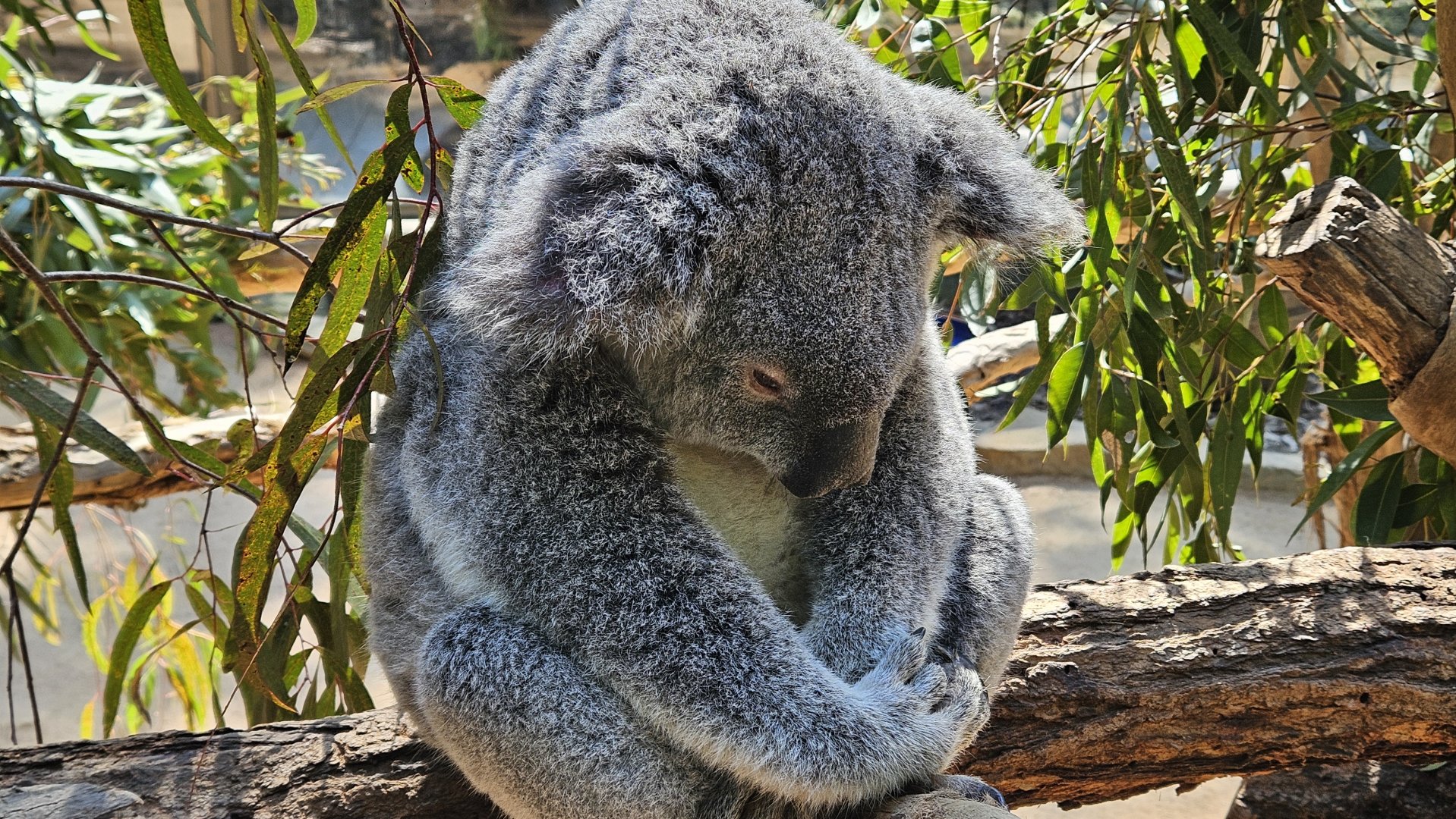 a sleeping koala at Sydney Koala Garden