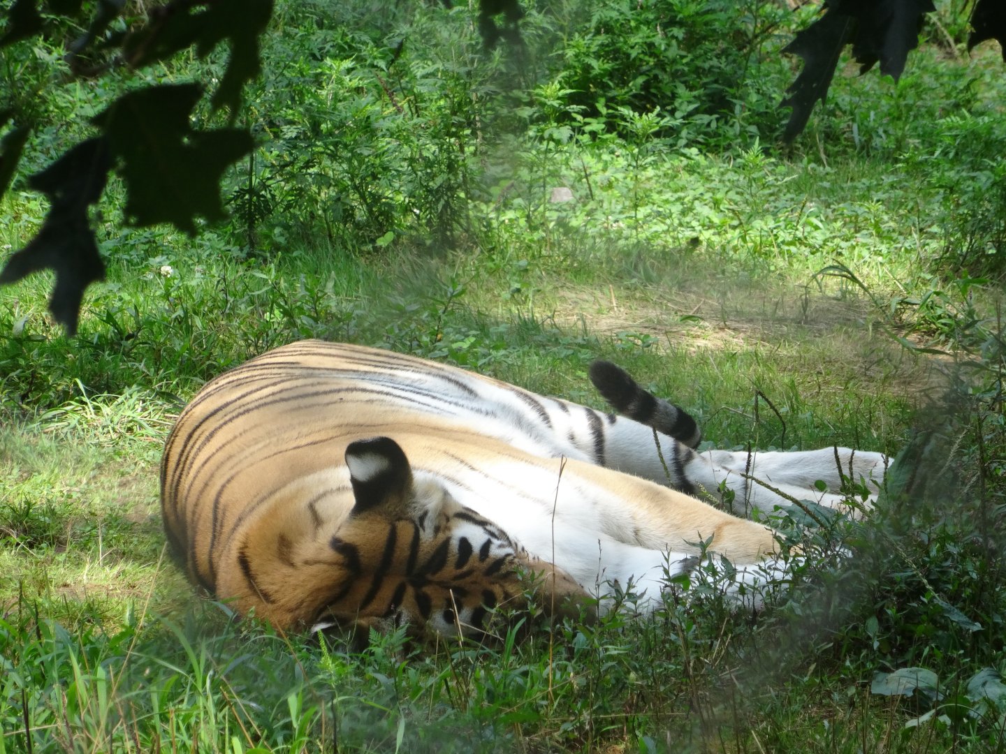 A Sleeping Tiger