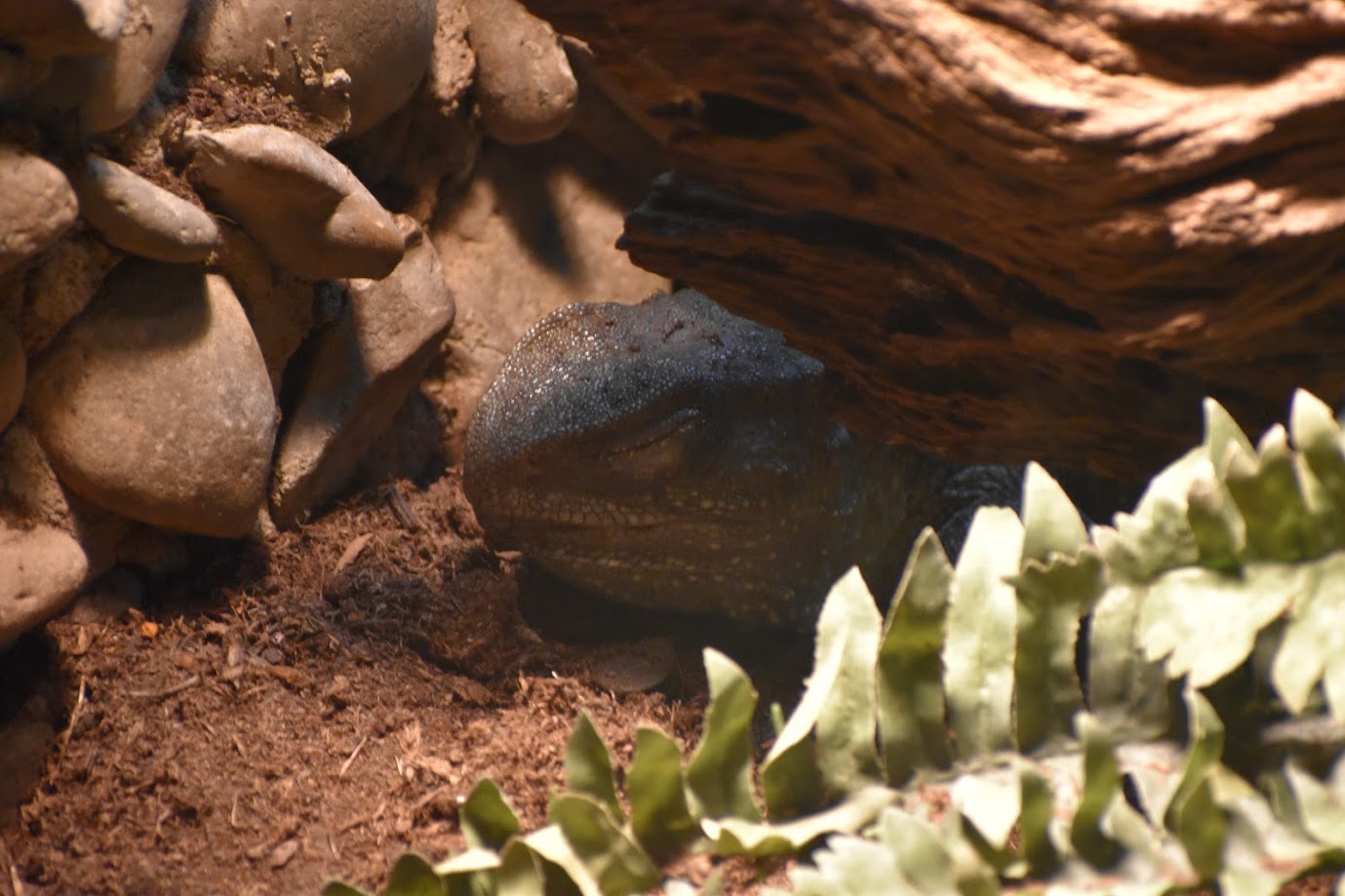 A Sleeping Tuatara (Sphenodon punctatus)
