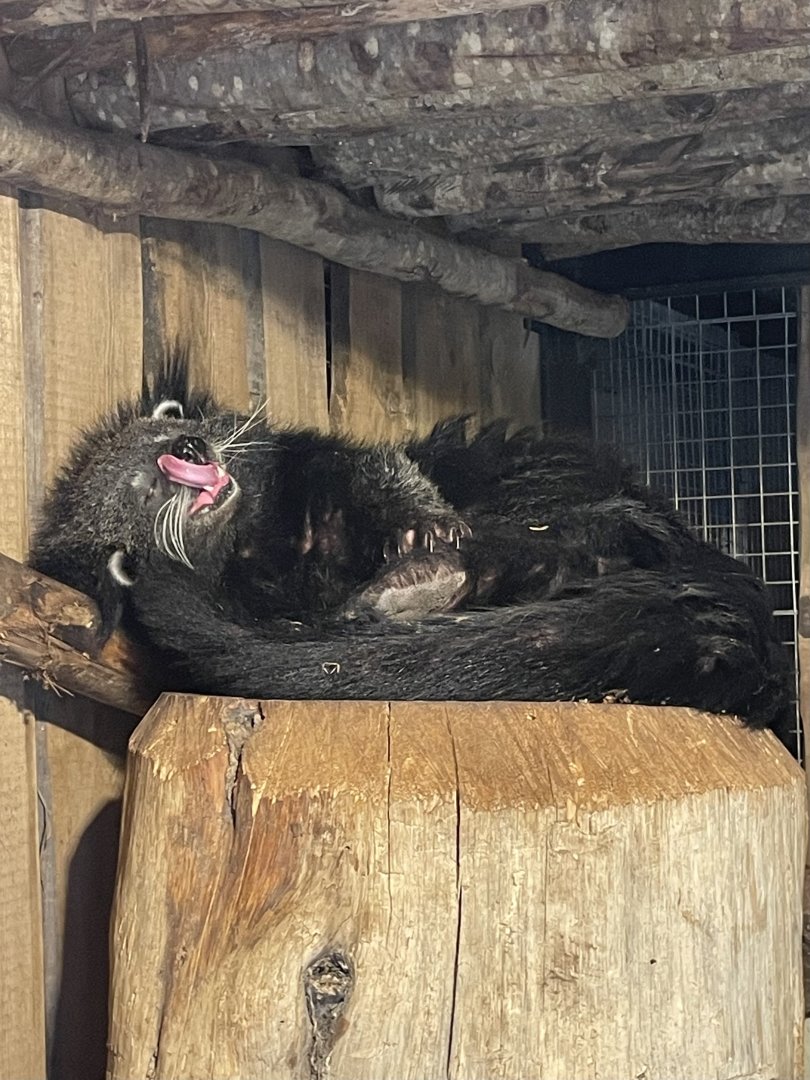 A Sleepy Binturong