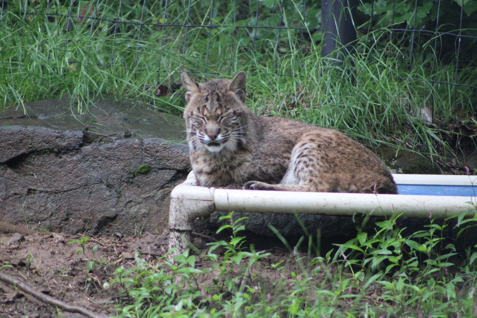 A Sleepy Bobcat (Lynx rufus)