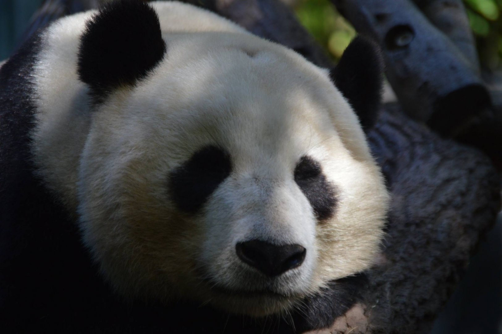 A sleepy legend, Ailuropoda melanoleuca