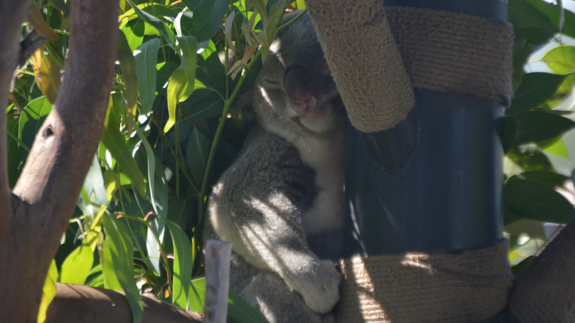 A sleepy Phascolarctos cinereus adustus
