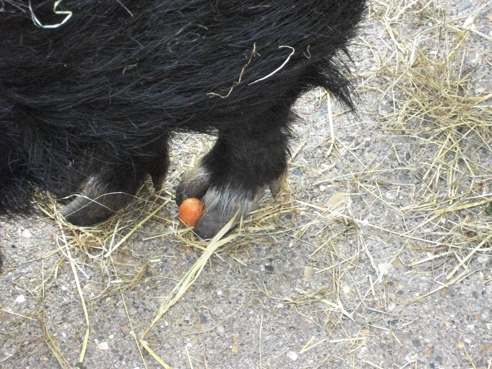 A slice of carrot tucked away for later, 5th May 2014
