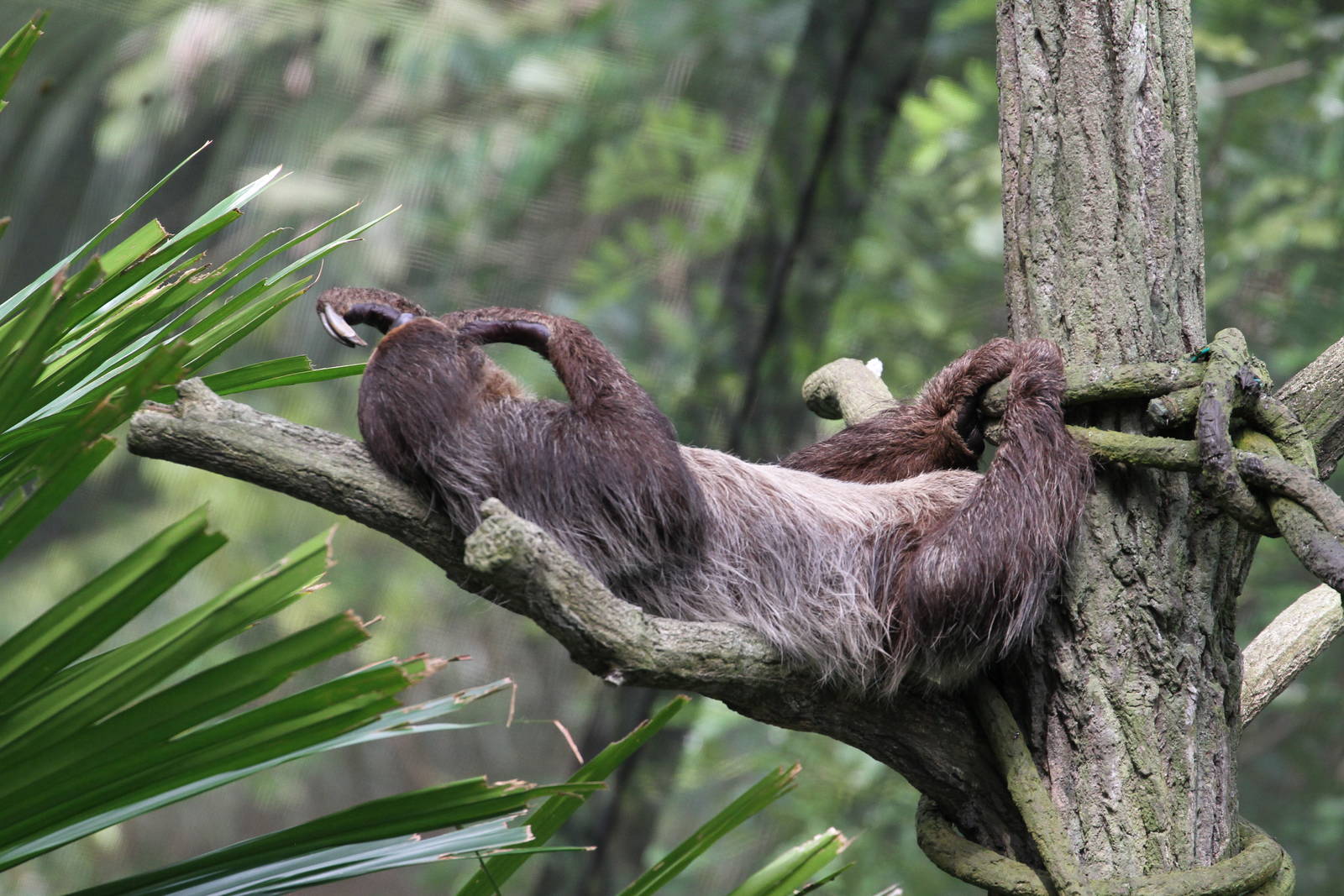 A Sloth Slothing