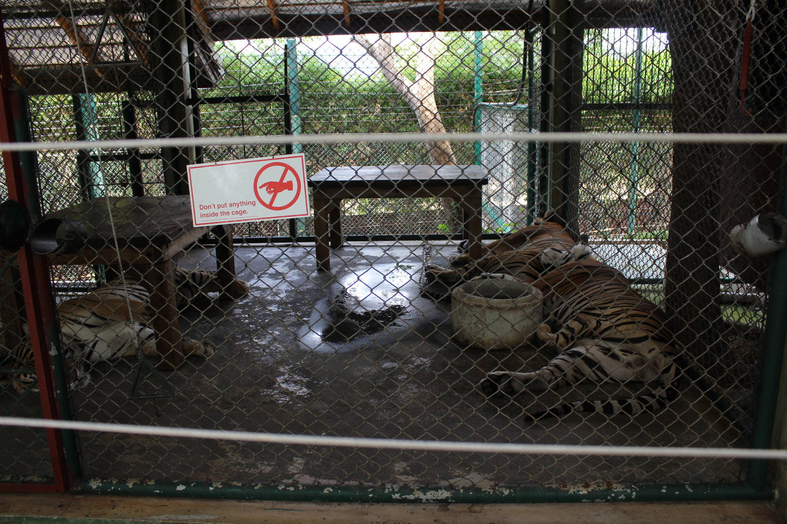 A Small Area for 3 Tigers