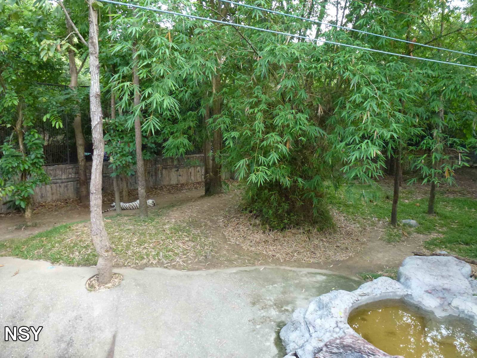 A small part of the white tiger enclosure, June 2013.