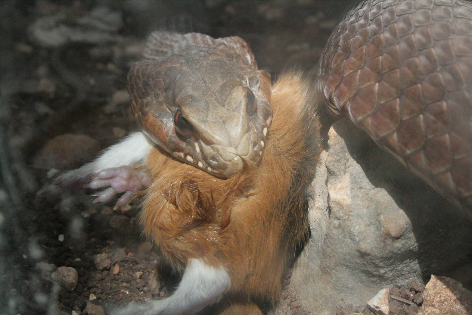 a snake eating