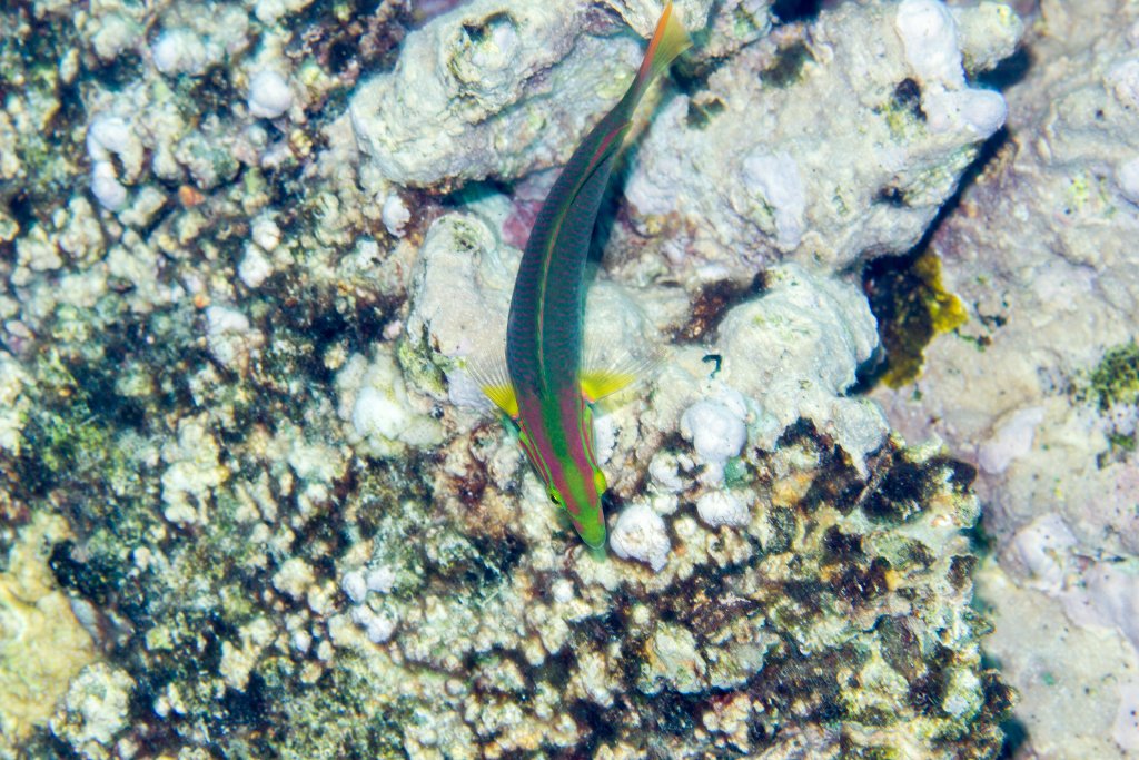 A snorkelers eye view