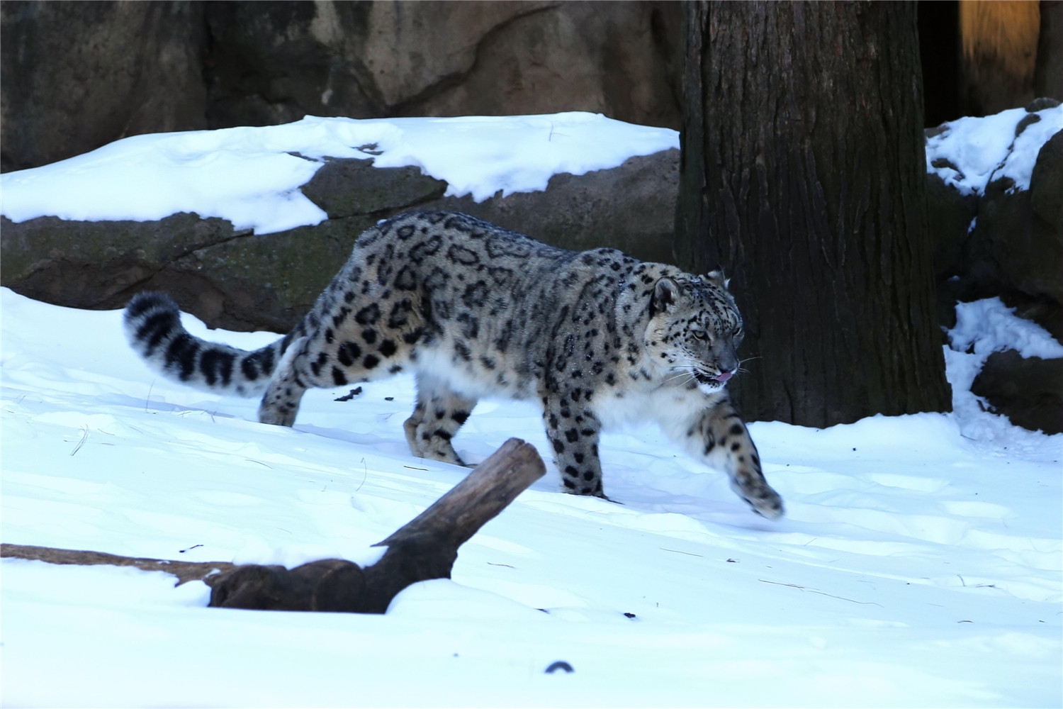 A Snow Leopard in the Snow