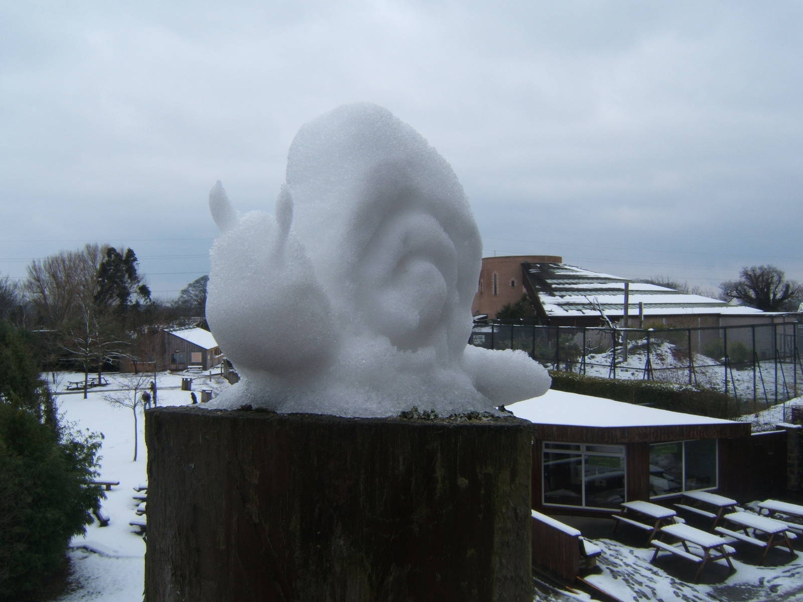 A Snow Snail