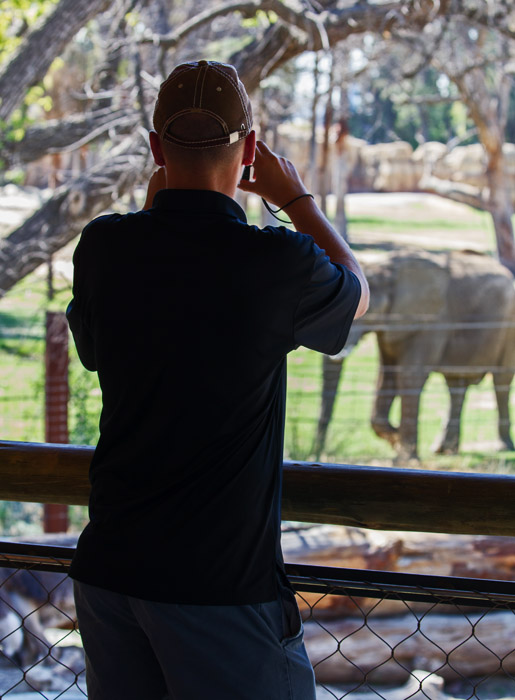 A snowleopard in its natural habitat